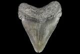 Juvenile Megalodon Tooth - Georgia #75323-1